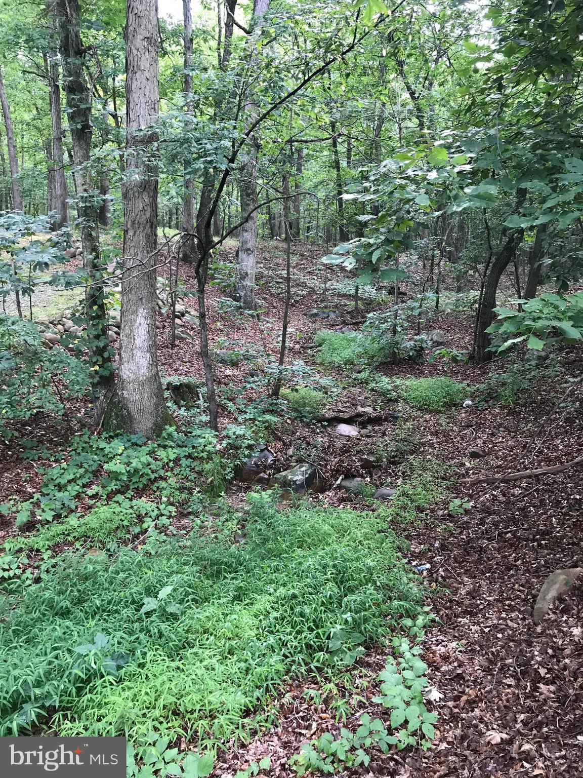 23701 Rocky Ridge Road Rawlings, MD 21557 - Photo 39 of 55 Hike, 4wheel, do it all here!