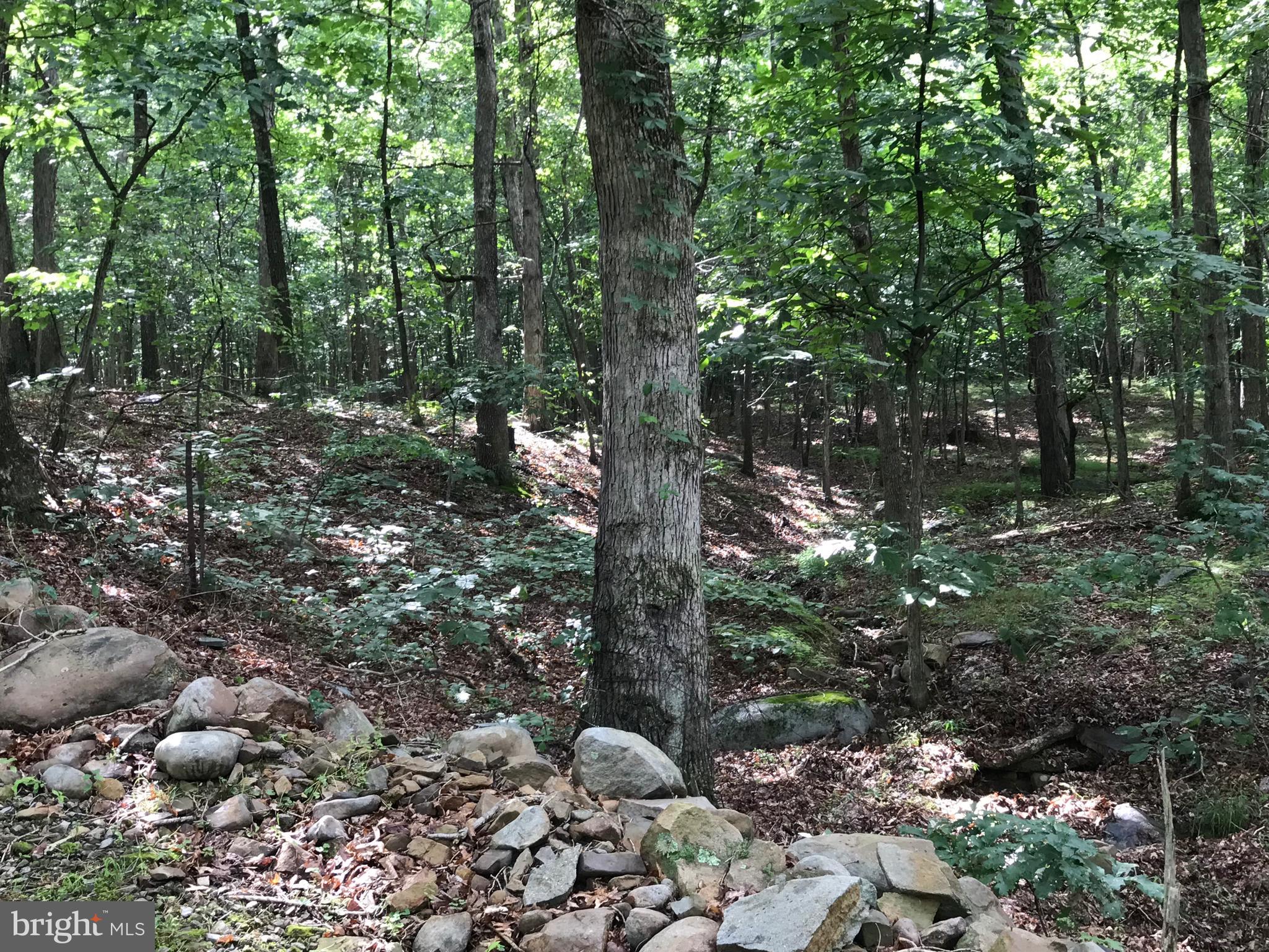 23701 Rocky Ridge Road Rawlings, MD 21557 - Photo 7 of 55 Yes...there's a stream on this property!!