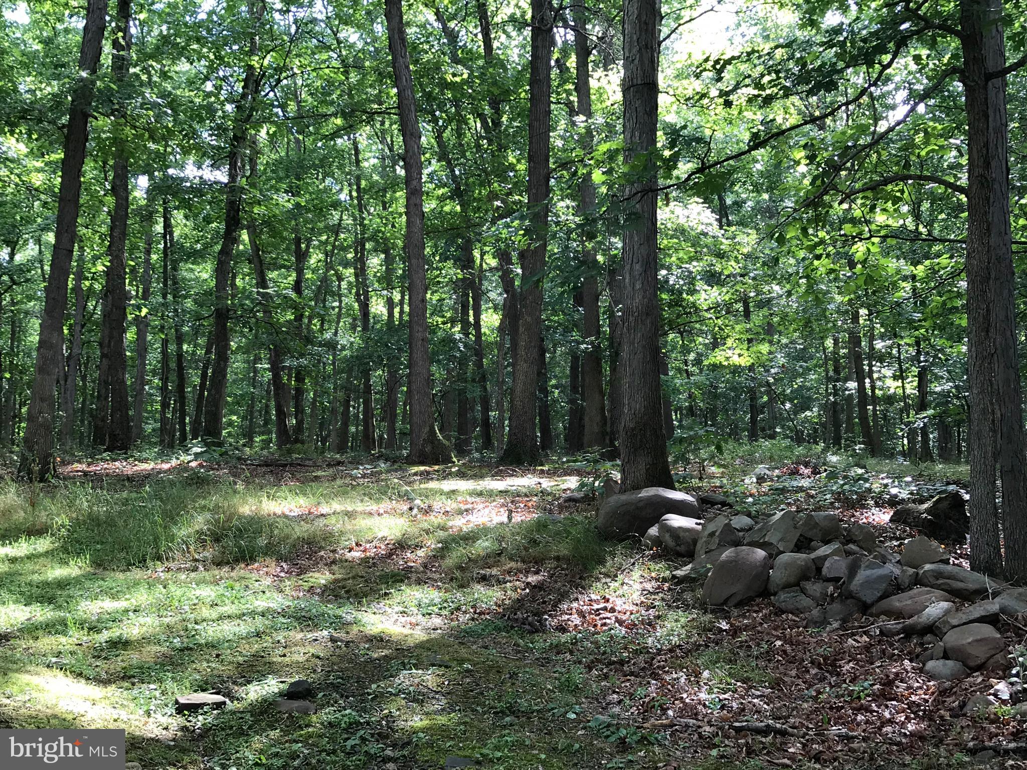 23701 Rocky Ridge Road Rawlings, MD 21557 - Photo 9 of 55 Go hiking, 4-wheeling etc. from your own home!