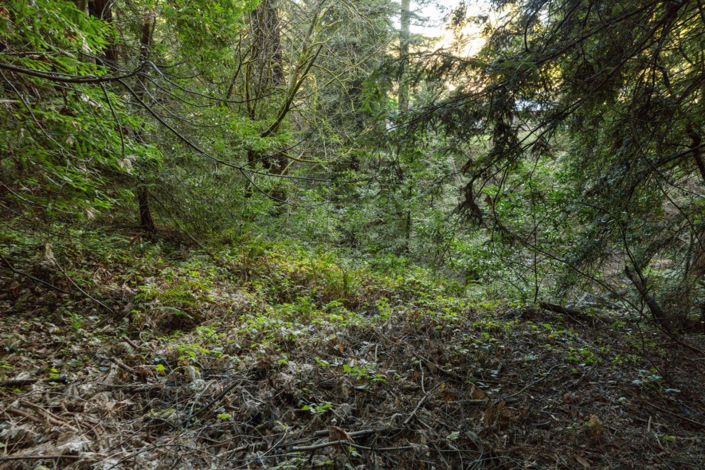 0 Pringle Lane Soquel, CA 95073 - Photo 11 of 24 a view of a forest with lots of trees