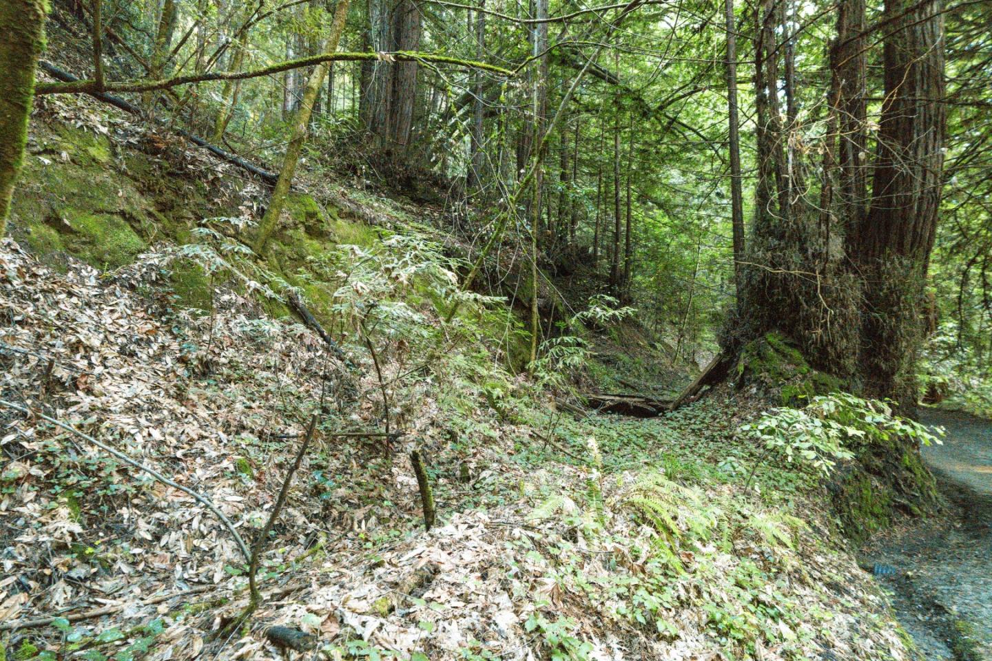 0 Pringle Lane Soquel, CA 95073 - Photo 12 of 24 a view of a yard