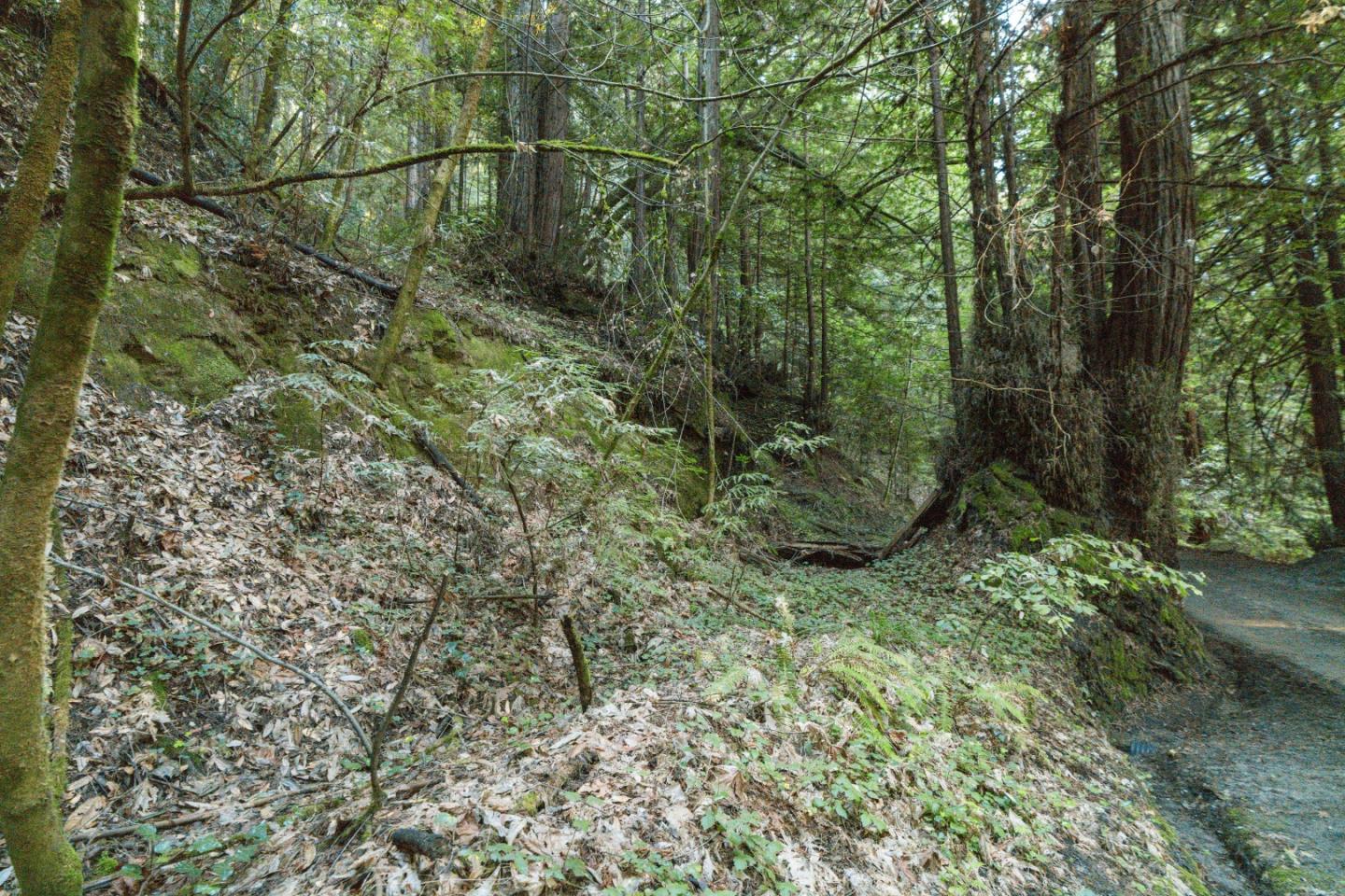 0 Pringle Lane Soquel, CA 95073 - Photo 15 of 24 a view of a yard with large trees