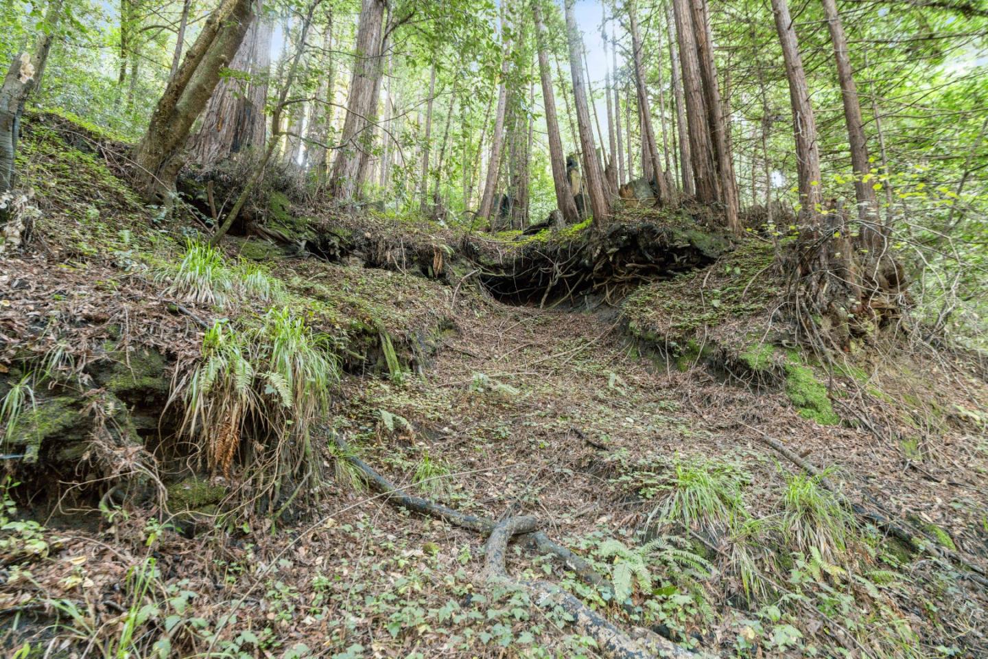 0 Pringle Lane Soquel, CA 95073 - Photo 20 of 24 a close up of a plant in a garden