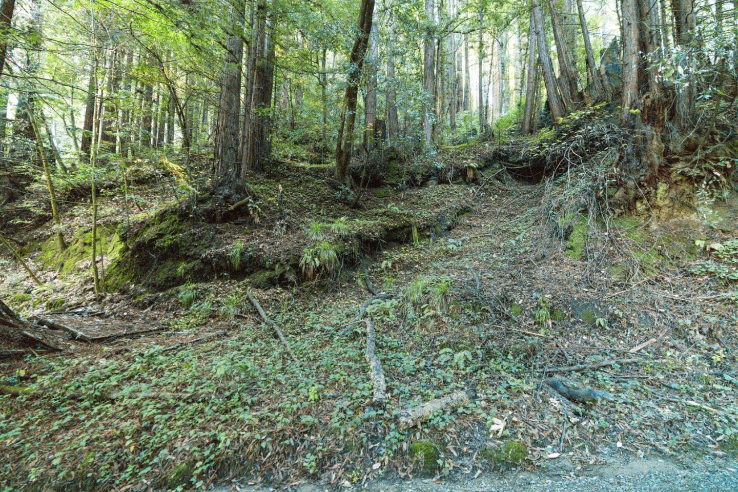 0 Pringle Lane Soquel, CA 95073 - Photo 5 of 24 a view of a lush green forest