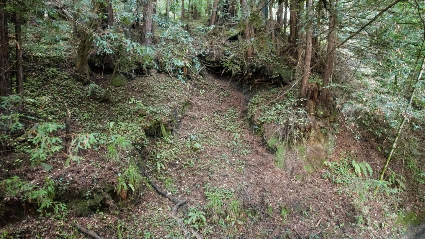0 Pringle Lane Soquel, CA 95073 - Photo 6 of 24 a view of a forest with lots of trees