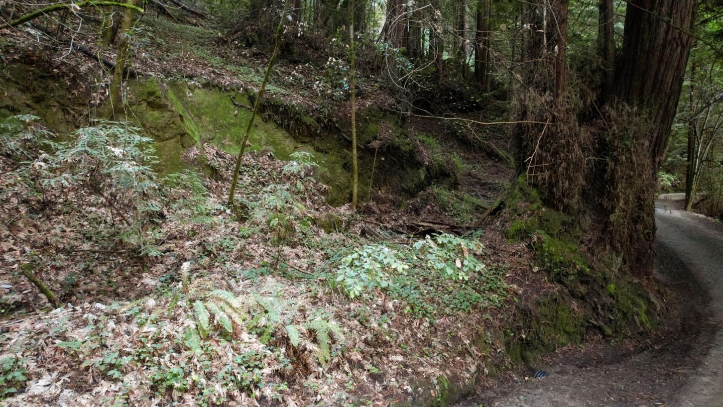 0 Pringle Lane Soquel, CA 95073 - Photo 7 of 24 a view of a forest with a tree