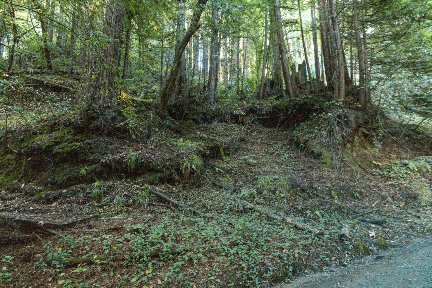 0 Pringle Lane Soquel, CA 95073 - Photo 10 of 24 a view of a forest with lots of trees