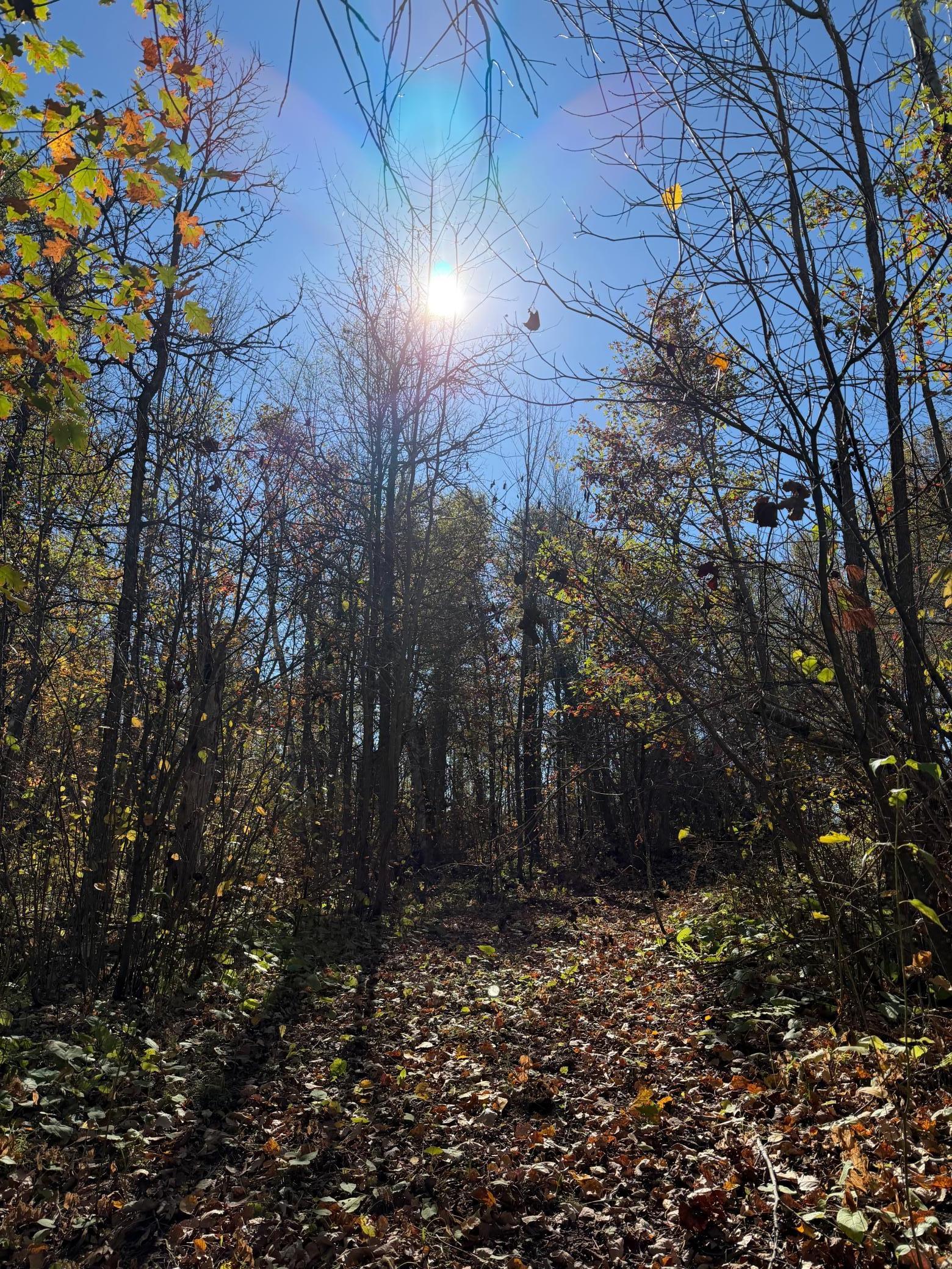 17256 Trengove Road Northwest Solway, MN 56678 - Photo 68 of 69