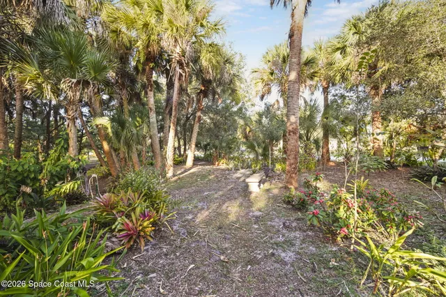 a view of a yard with plants and large trees