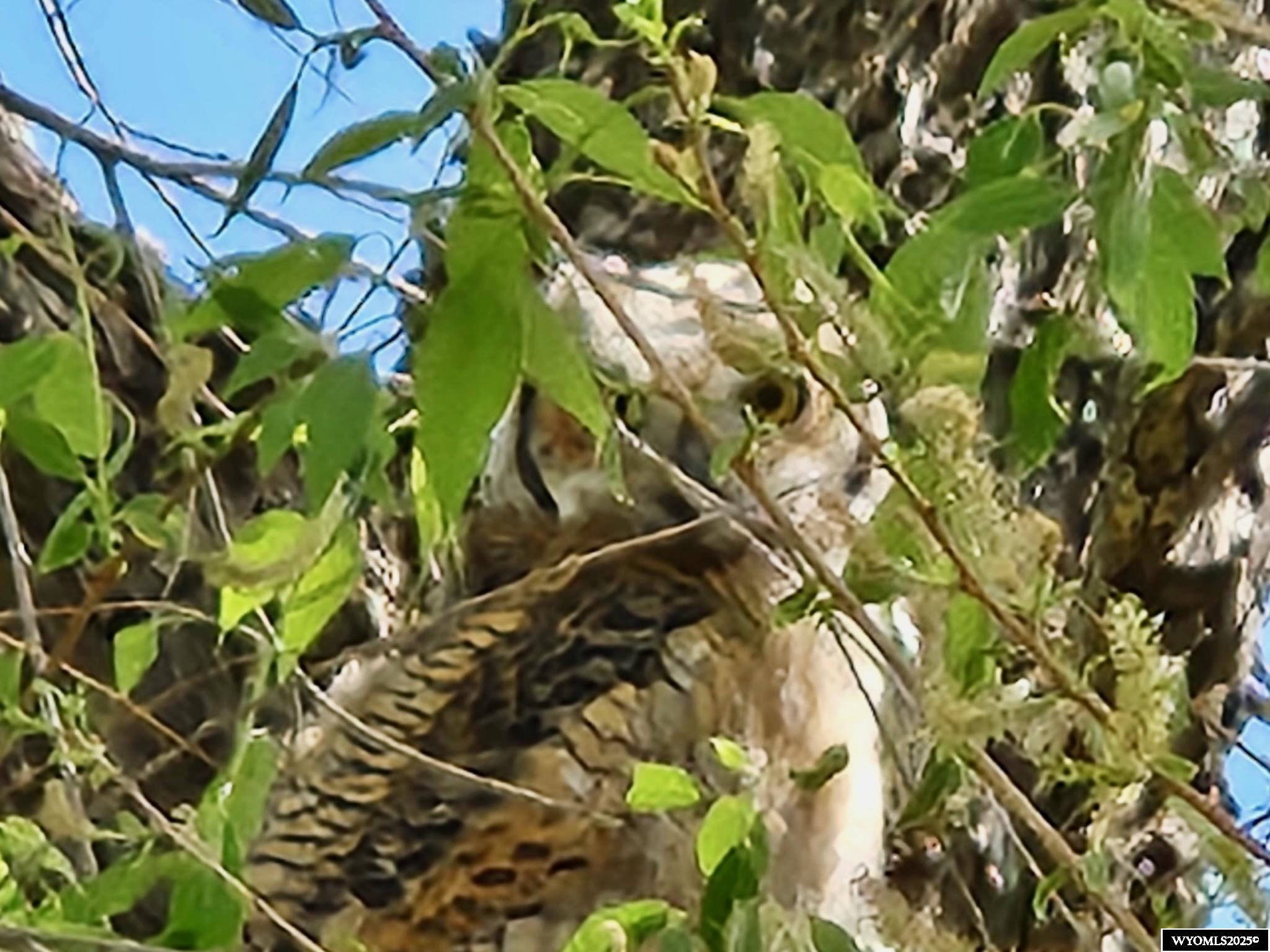 2609 Beaver Creek Road Shell, WY 82441 - Photo 40 of 50