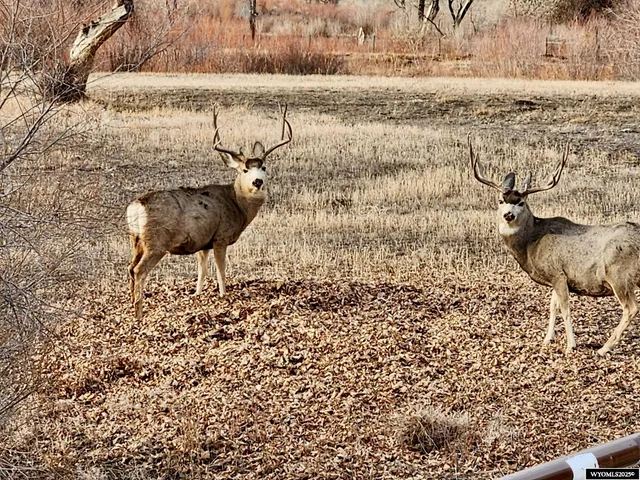 $1,200,000 | 2609 Beaver Creek Road, Shell, WY 82441
