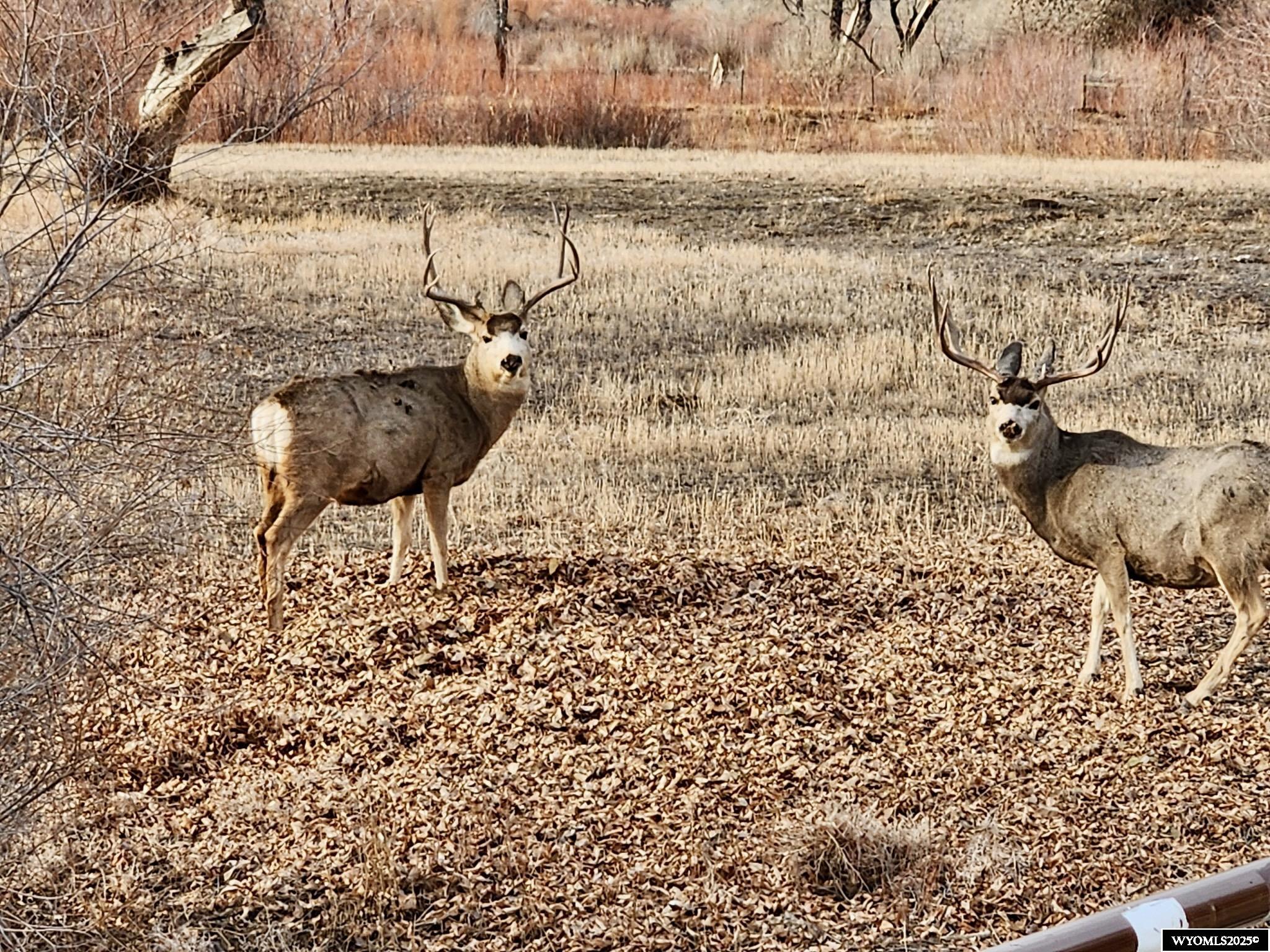 2609 Beaver Creek Road Shell, WY 82441 - Photo 41 of 50