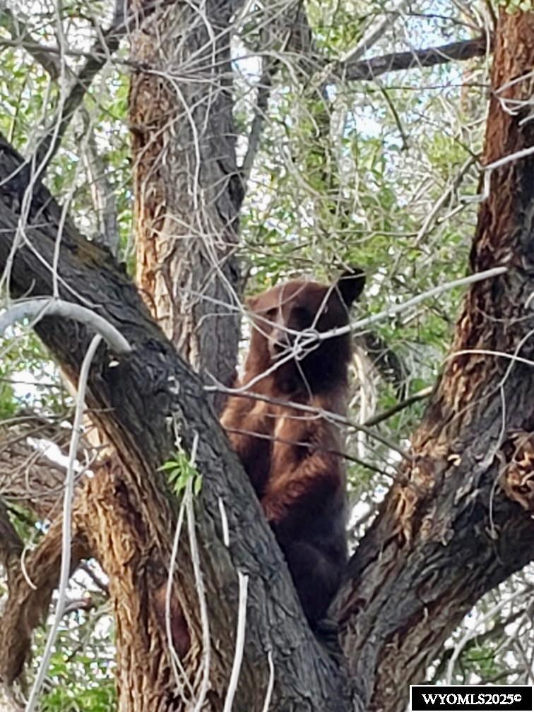 2609 Beaver Creek Road Shell, WY 82441 - Photo 42 of 50