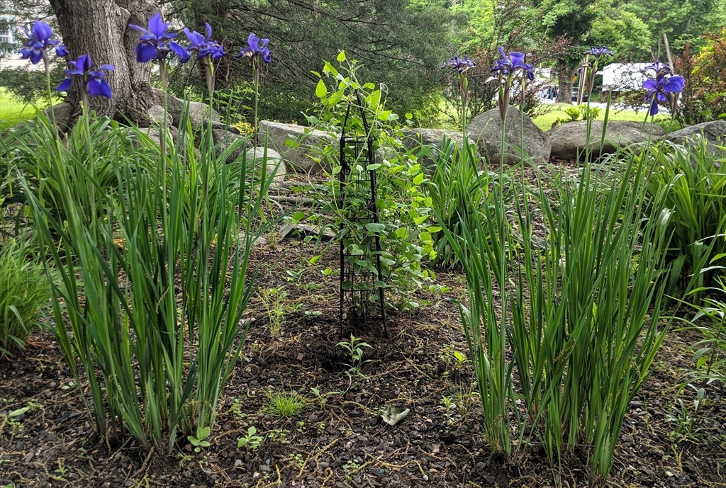 243 Spring Street Shrewsbury, MA 01545 - Photo 38 of 42