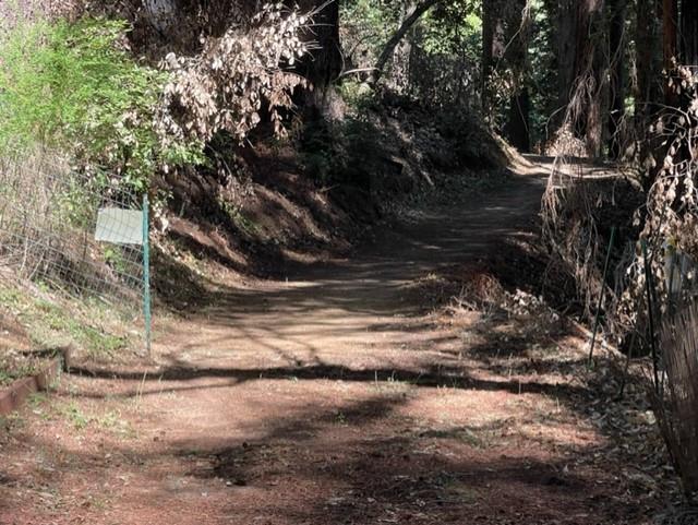 1 Felton Empire Road Felton, CA 95018 - Photo 11 of 11 a view of a forest
