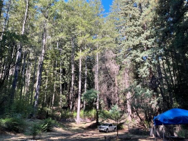 1 Felton Empire Road Felton, CA 95018 - Photo 7 of 11 a view of a yard with plants and trees