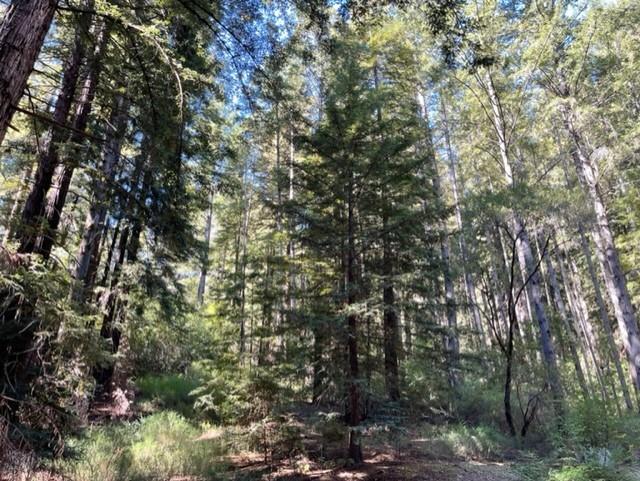 1 Felton Empire Road Felton, CA 95018 - Photo 8 of 11 a view of a tree