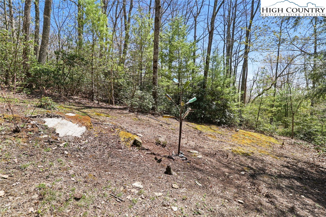 291 Dream Forest Path Banner Elk, NC 28604 - Photo 42 of 43 a view of a yard with plants and trees