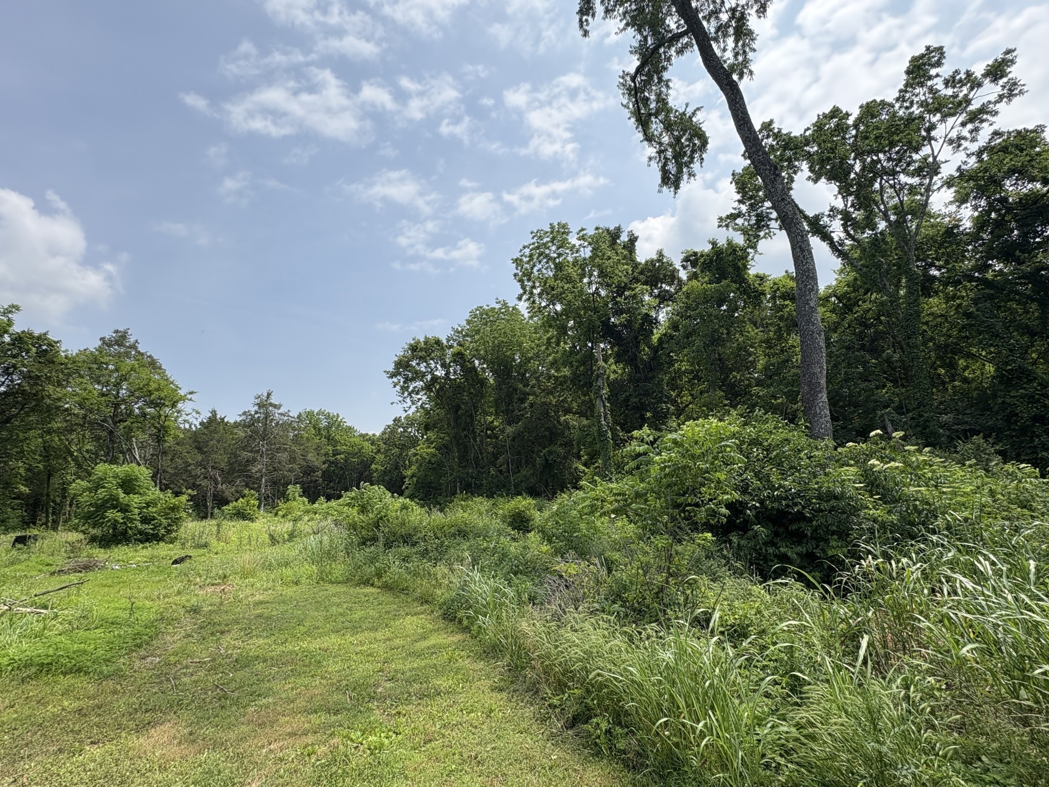 3033 Asbury Road Murfreesboro, TN 37129 - Photo 3 of 5 a view of a green field with lots of bushes