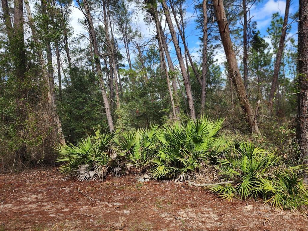 Forest Hills Road Melrose, FL 32666 - Photo 1 of 1