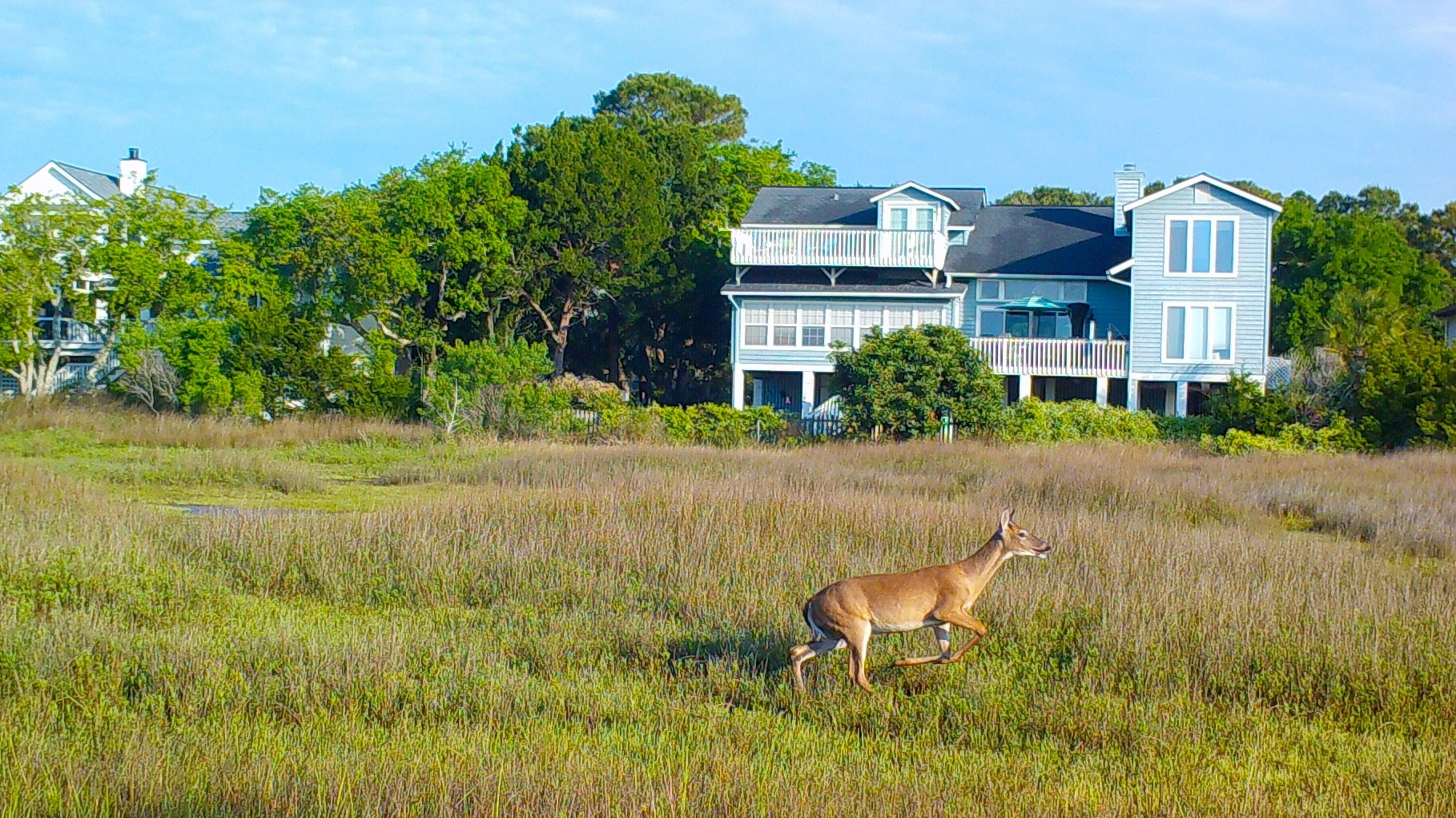 1516 Pine Island Mount Mount Pleasant, SC 29464 - Photo 27 of 44 Gnann deer17fixed-0051