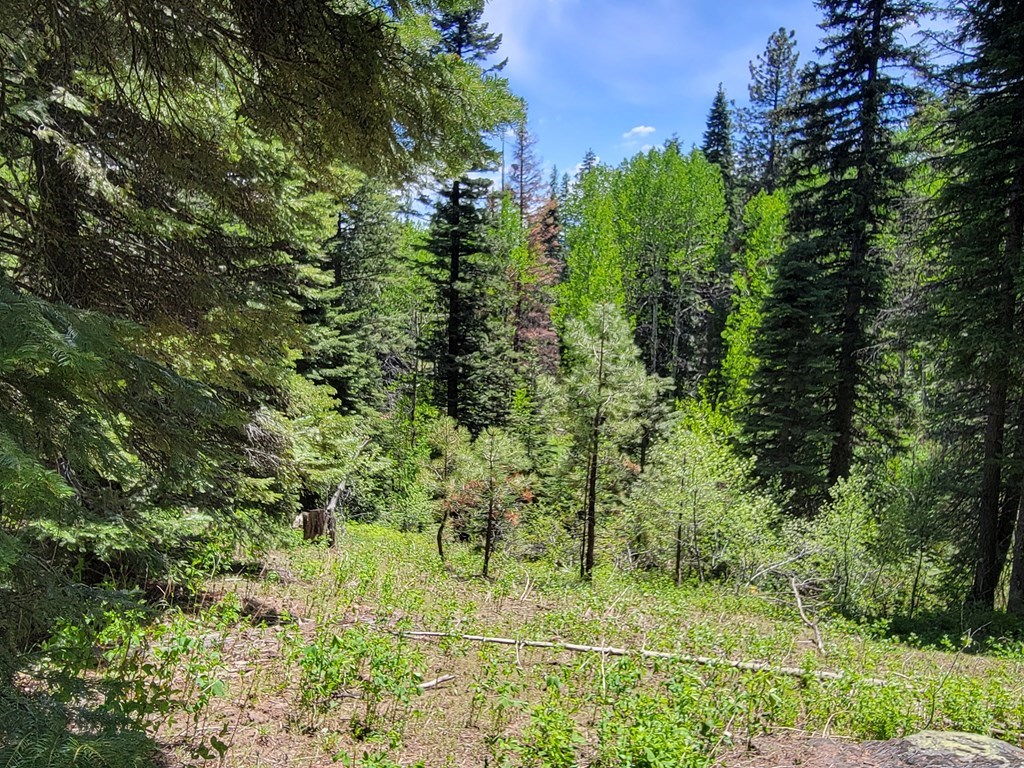 32 Arling Place Trial, Unit 5A53 Cascade, ID 83611 - Photo 5 of 12