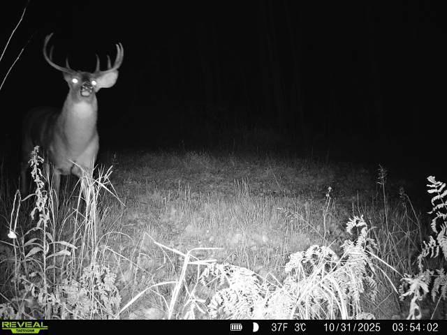 72 County Road 72 Warba, MN 55793 - Photo 28 of 29