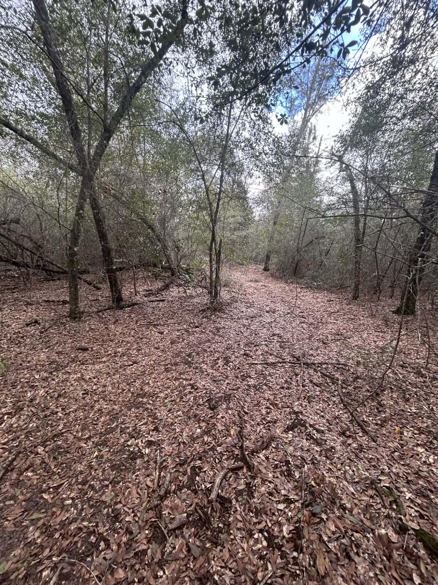 107 Pike Pond Road Chipley, FL 32428 - Photo 28 of 47 af5383d2-b444-4e3f-98e3-edc695477f4f