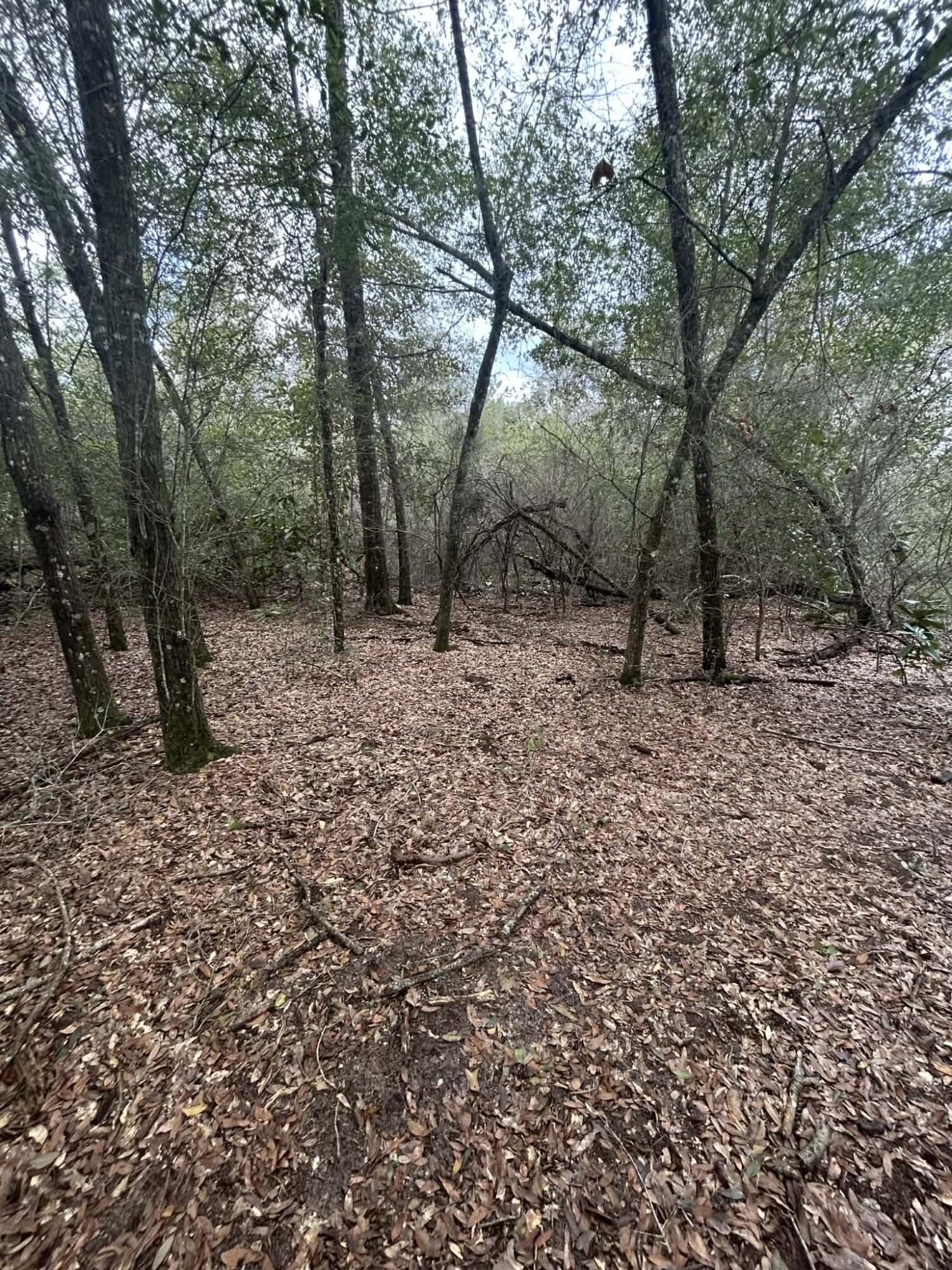 107 Pike Pond Road Chipley, FL 32428 - Photo 29 of 47 8011a527-4e5c-47f5-88f5-1244ec295245