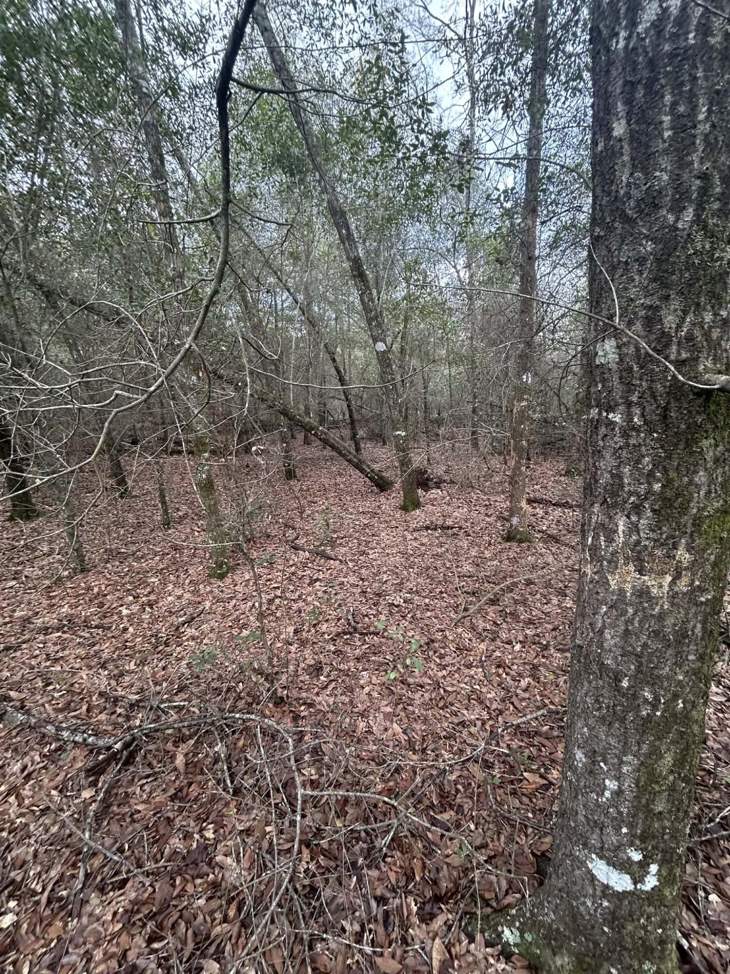 107 Pike Pond Road Chipley, FL 32428 - Photo 31 of 47 4468feac-56a9-4806-af10-f46c5cc3082a