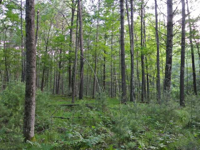 Lot 13 Grant Road Minocqua, WI 54548 - Photo 13 of 18 Gallery Image 13