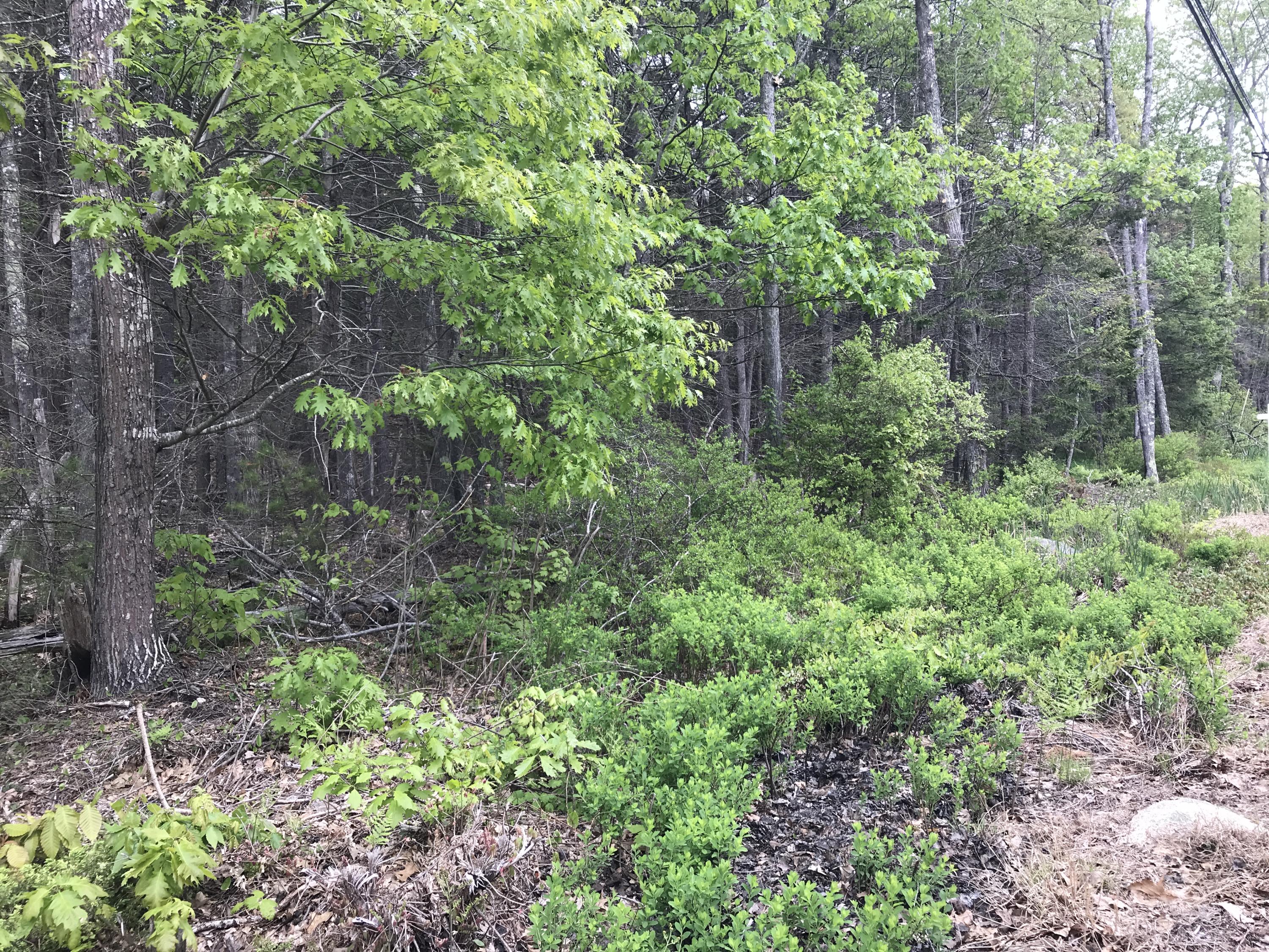 31 Mountain Road Cape Neddick, ME 03902 - Photo 1 of 6 IMG_7794