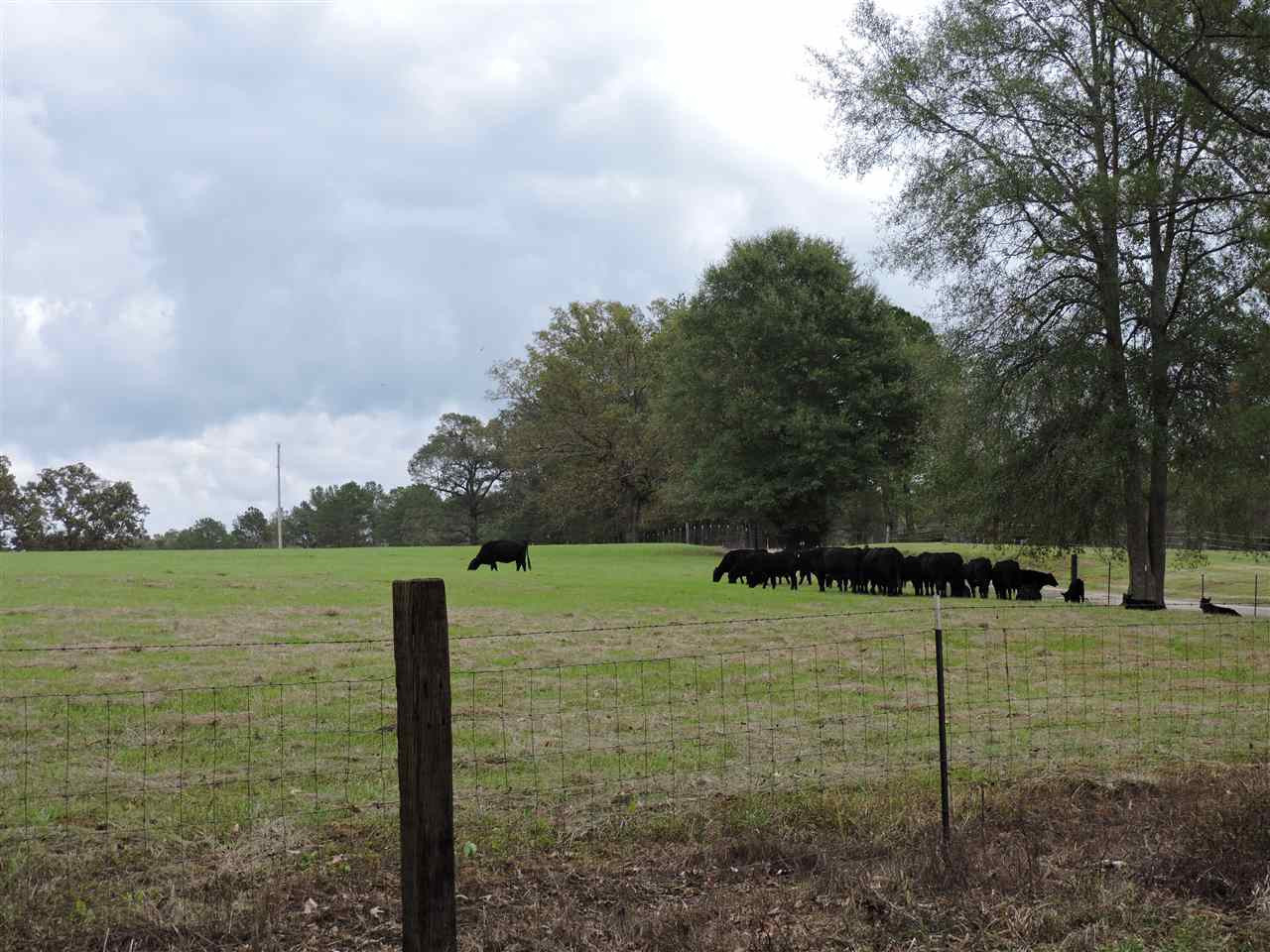 844 Pinola Braxton Road Braxton, MS 39044 - Photo 3 of 41 Photo 3