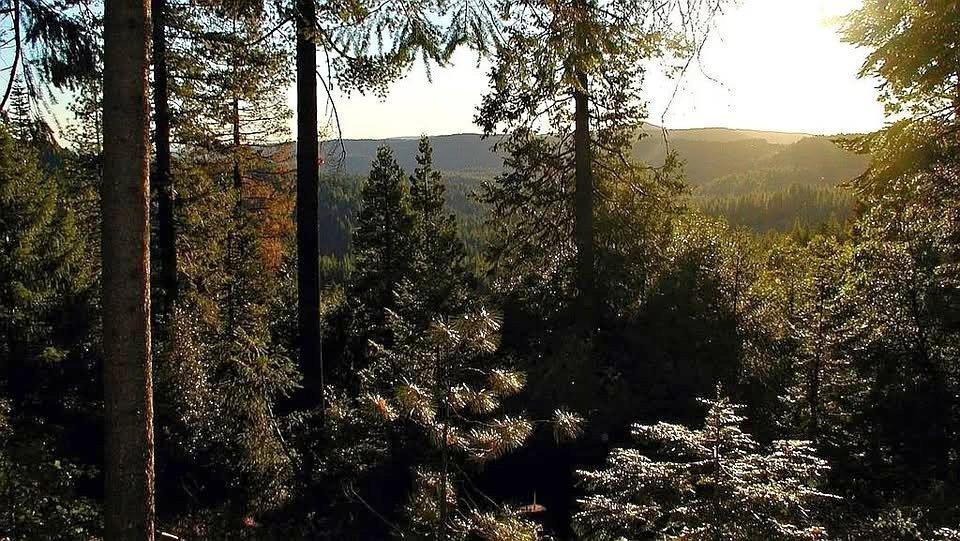 12683 Spider Hill Road Nevada City, CA 95959 - Photo 32 of 37