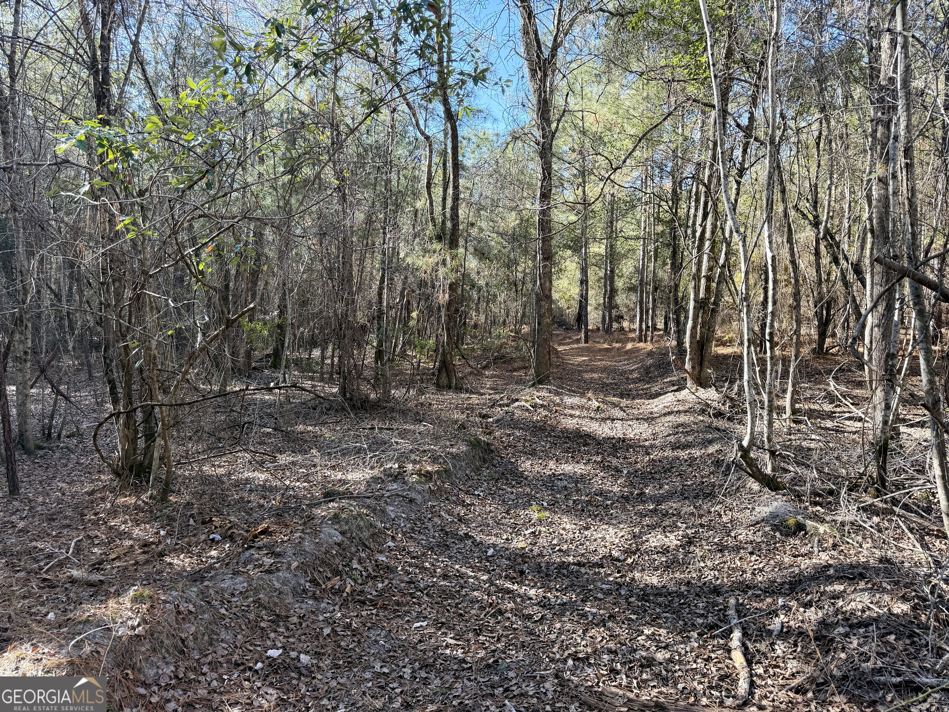 571 Sanders Cemetery Road Chauncey, GA 31011 - Photo 103 of 107 a view of a forest with trees in the background