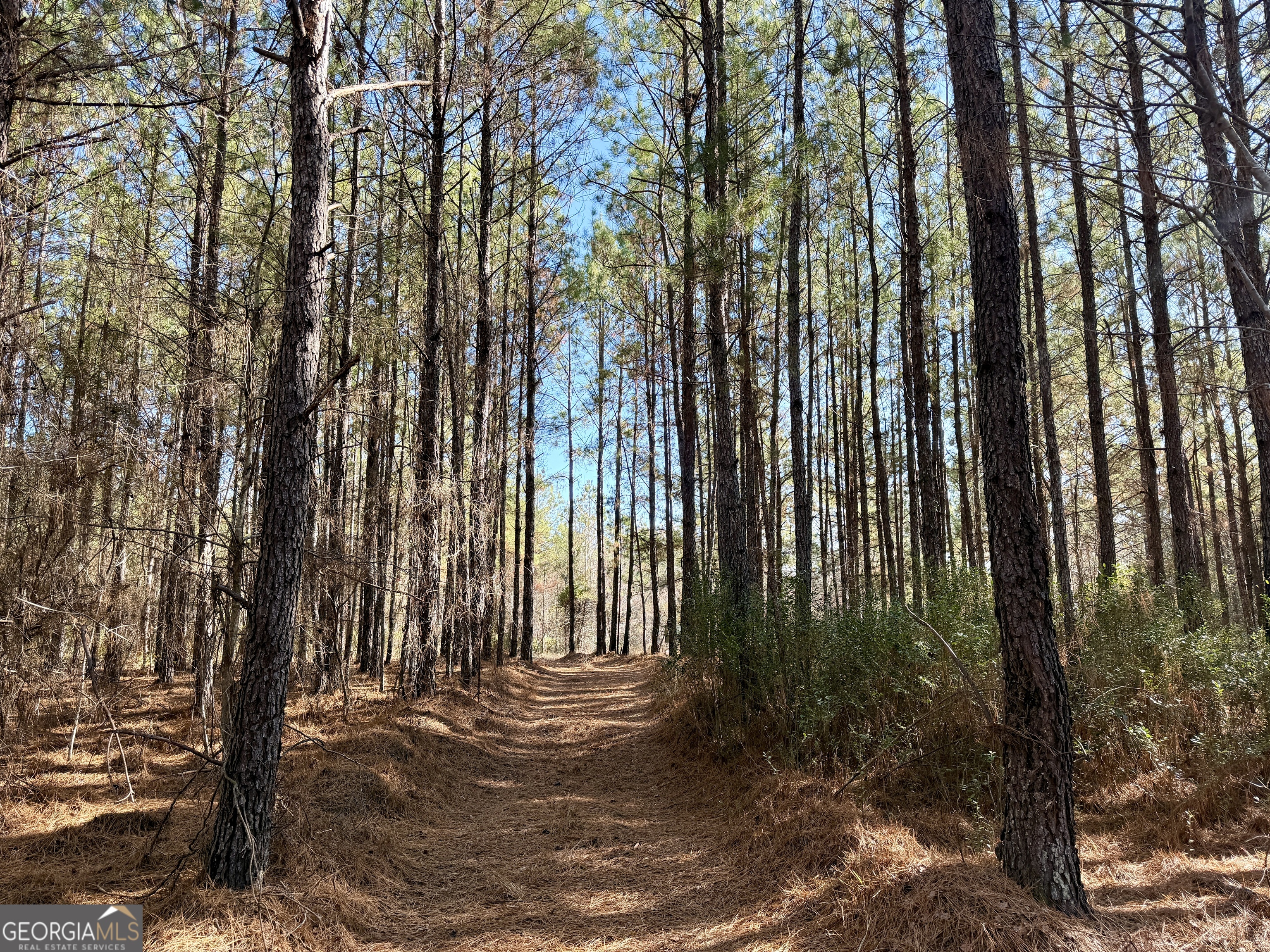 571 Sanders Cemetery Road Chauncey, GA 31011 - Photo 104 of 107 a view of outdoor space and yard