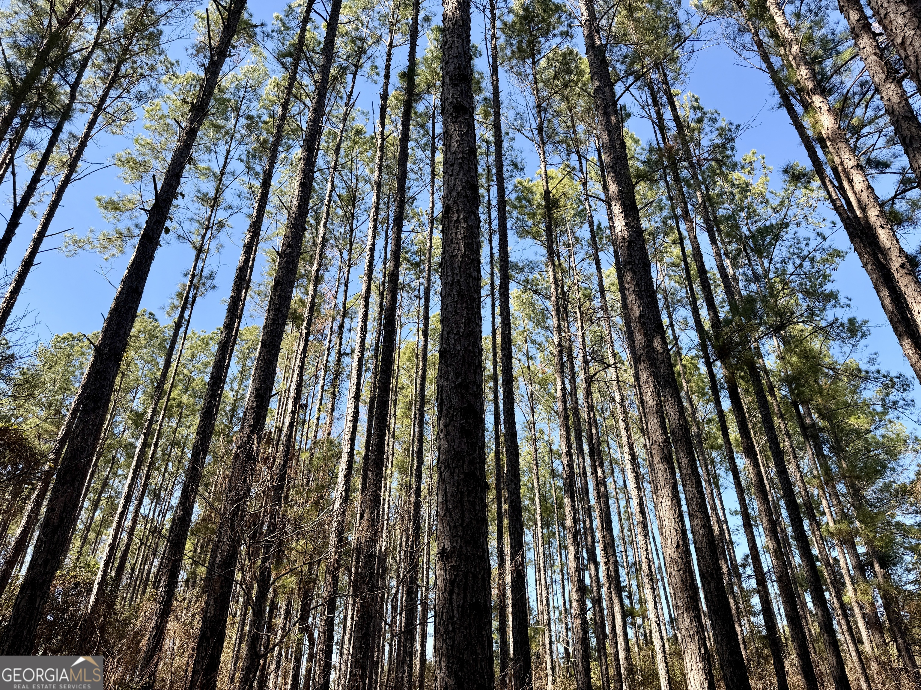 571 Sanders Cemetery Road Chauncey, GA 31011 - Photo 11 of 107