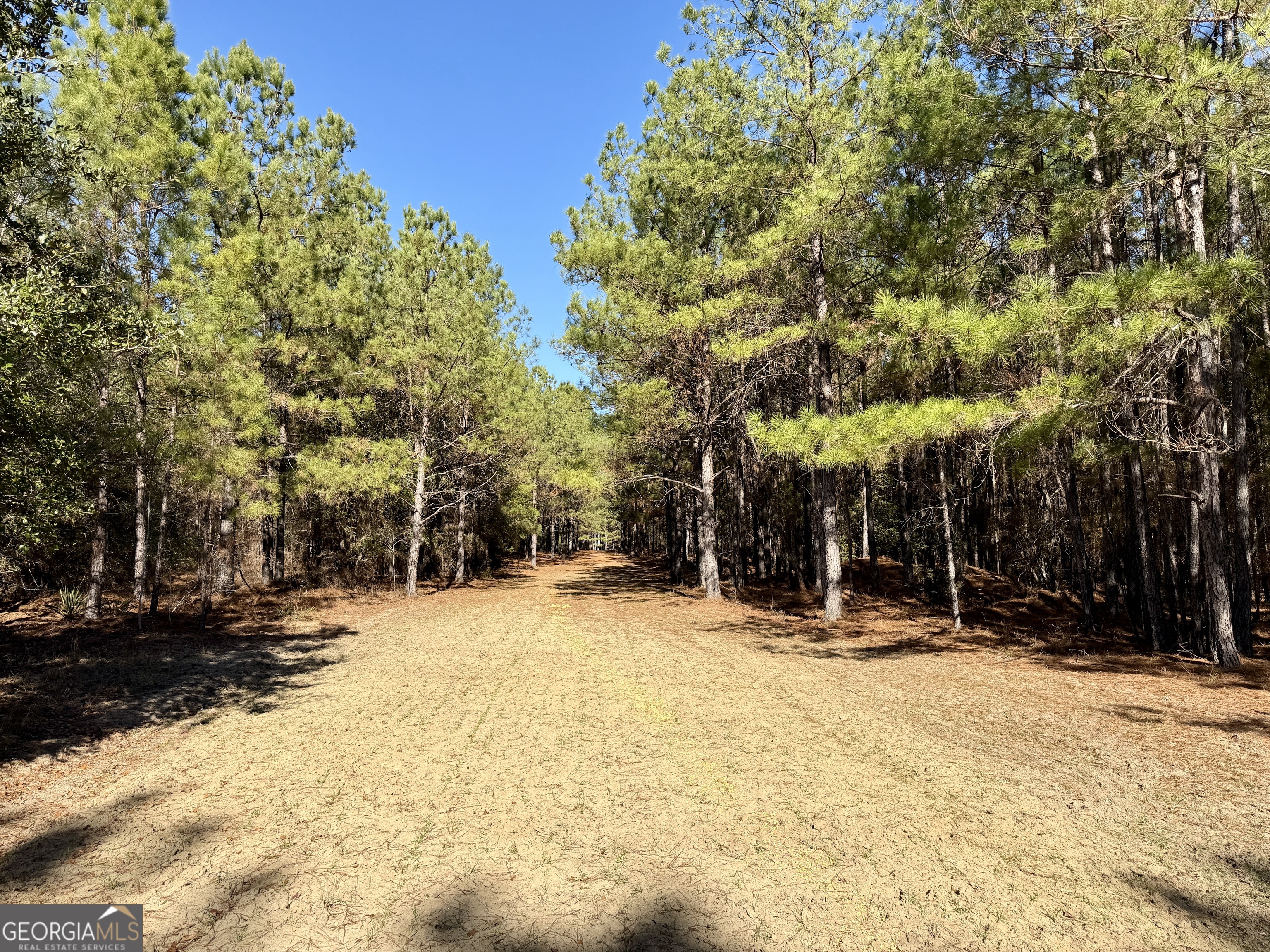 571 Sanders Cemetery Road Chauncey, GA 31011 - Photo 16 of 107 a view of outdoor space with trees