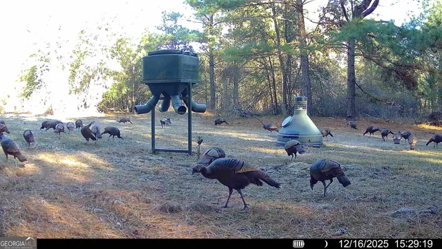 a view of a bunch of trees and bushes