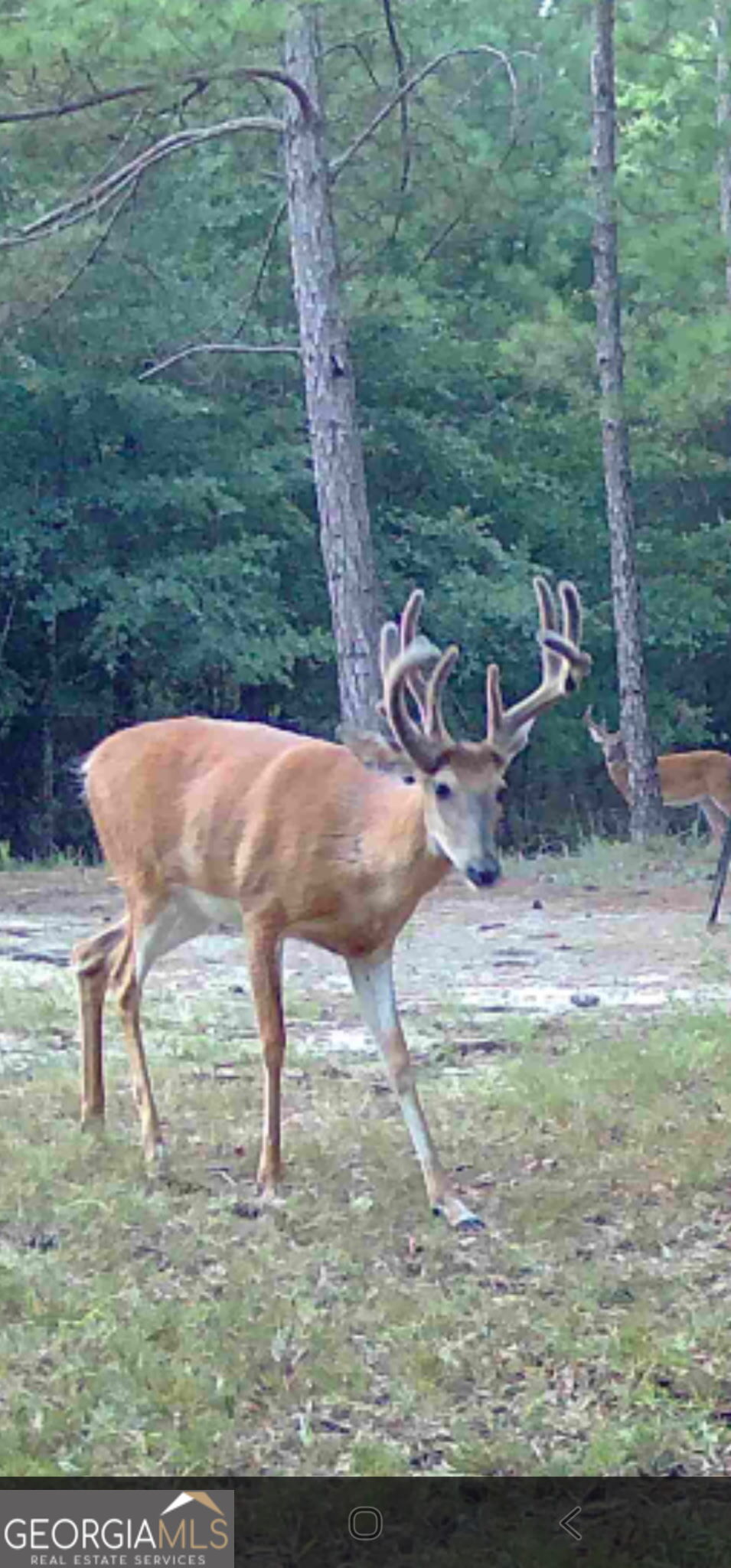 571 Sanders Cemetery Road Chauncey, GA 31011 - Photo 25 of 107 a view of a yard with table and chairs