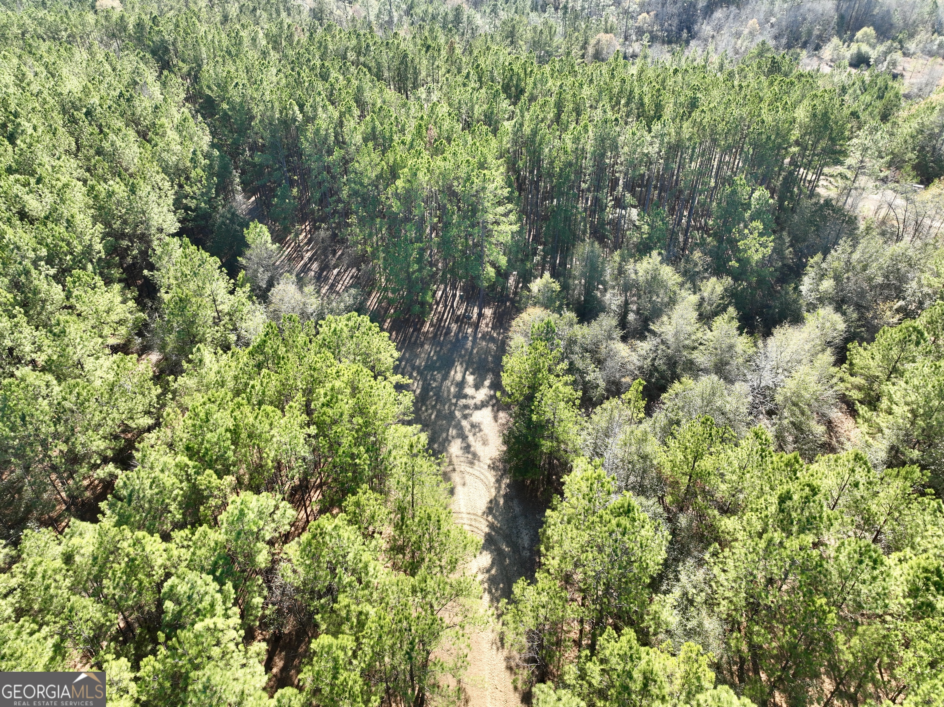 571 Sanders Cemetery Road Chauncey, GA 31011 - Photo 38 of 107 a view of a forest with a tree