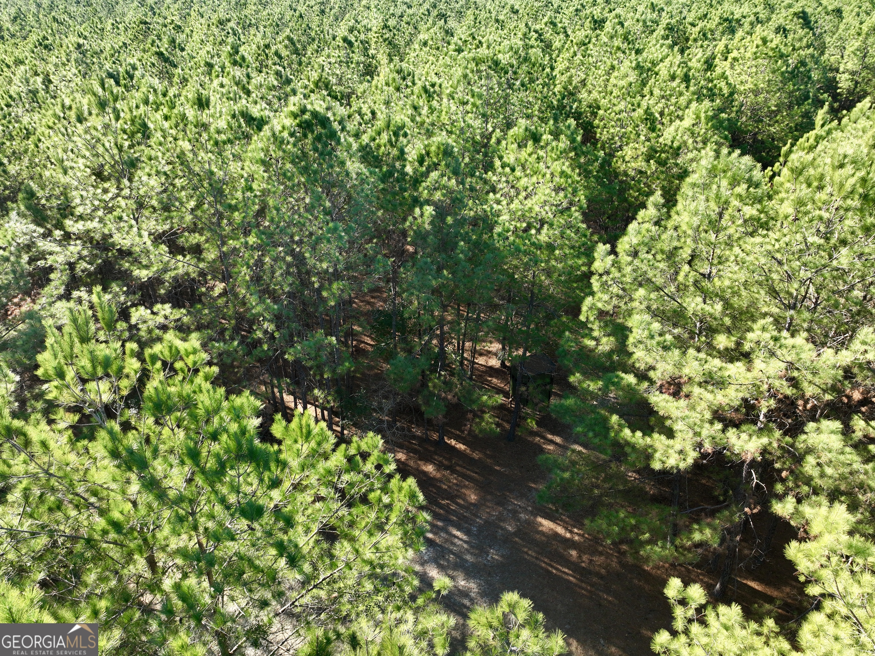 571 Sanders Cemetery Road Chauncey, GA 31011 - Photo 43 of 107 a backyard of a house with lots of green space
