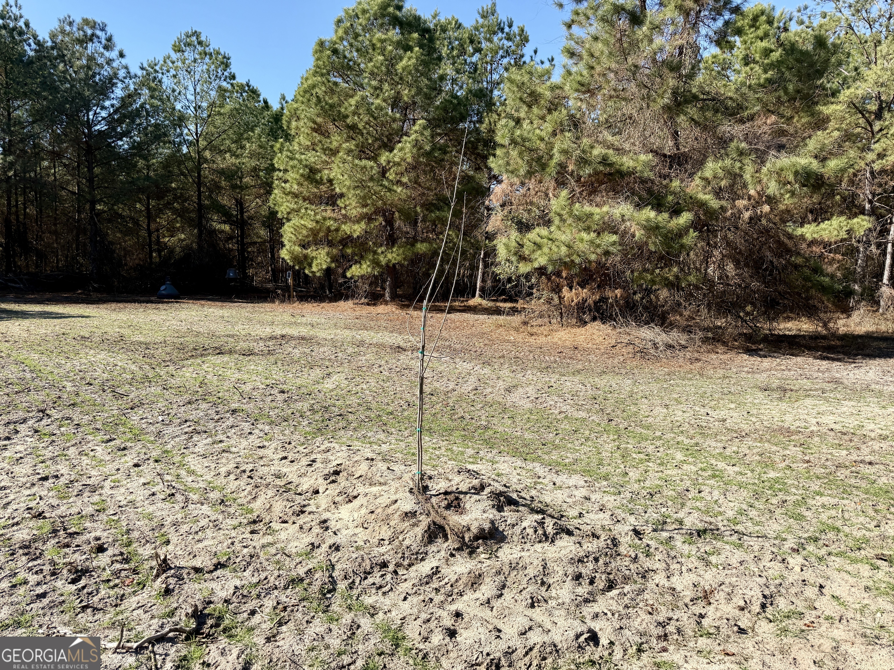 571 Sanders Cemetery Road Chauncey, GA 31011 - Photo 70 of 107 a view of a yard