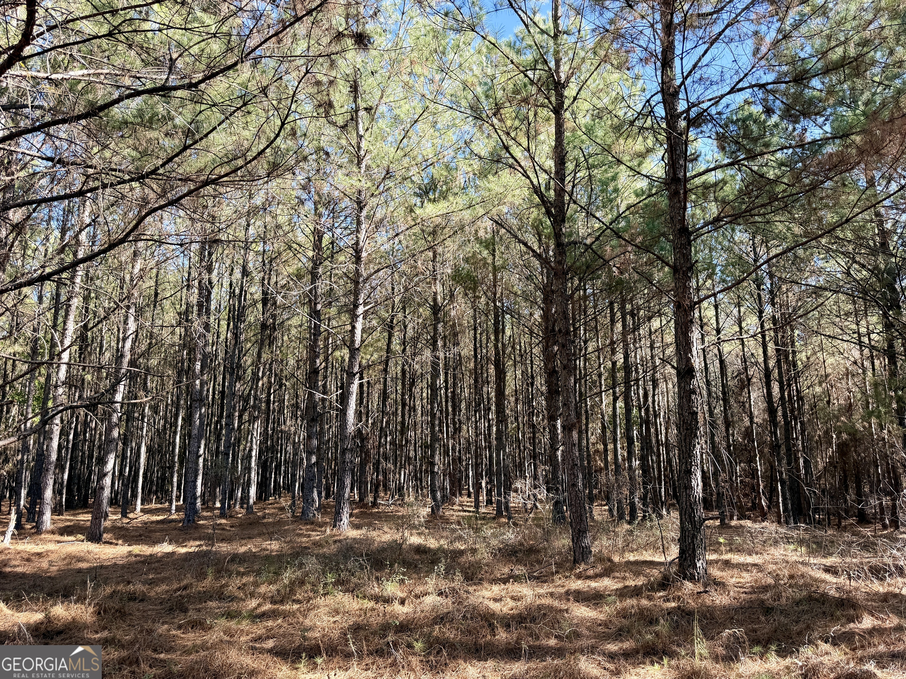 571 Sanders Cemetery Road Chauncey, GA 31011 - Photo 73 of 107