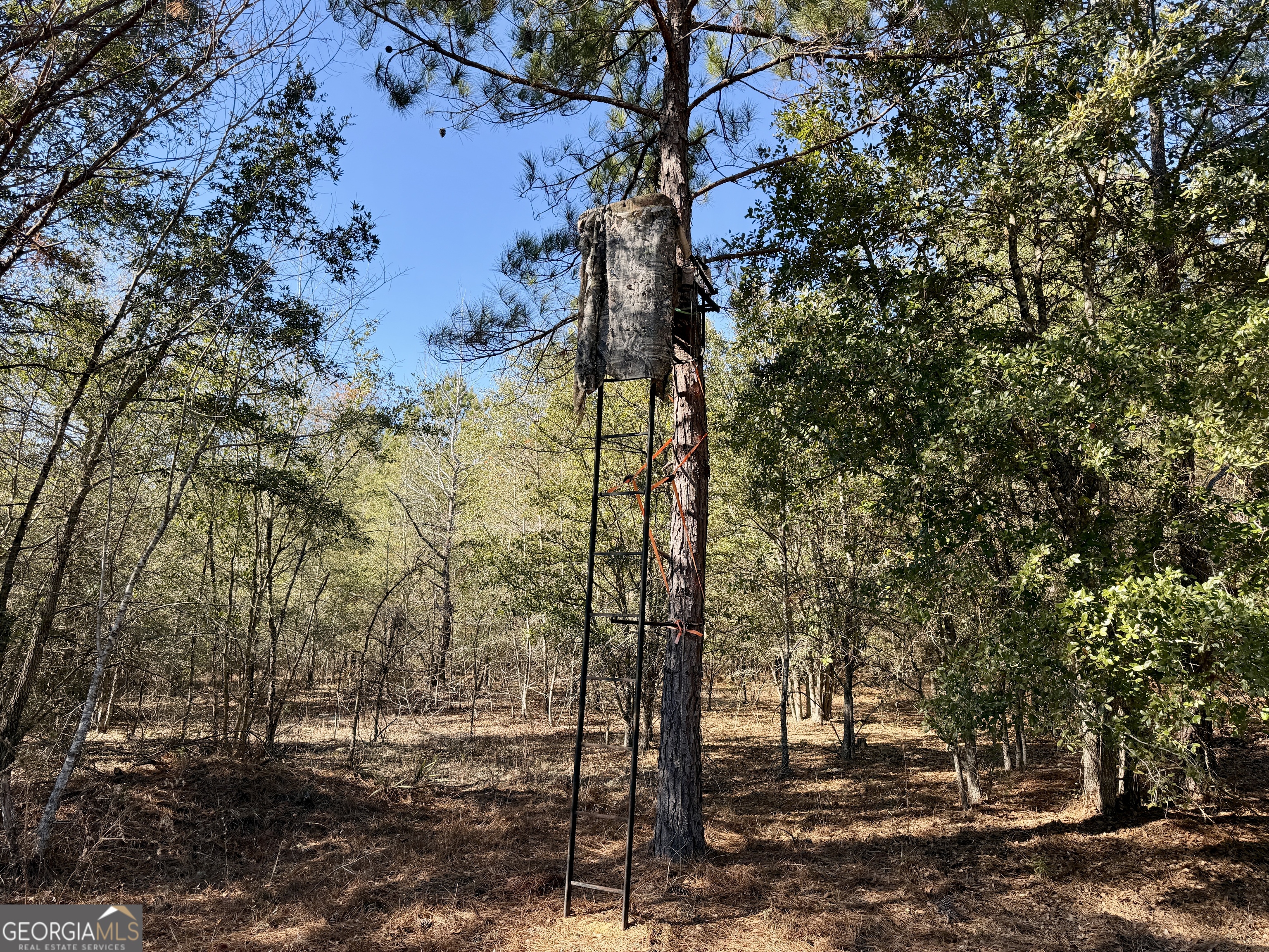 571 Sanders Cemetery Road Chauncey, GA 31011 - Photo 77 of 107 a view of a trees with outside space