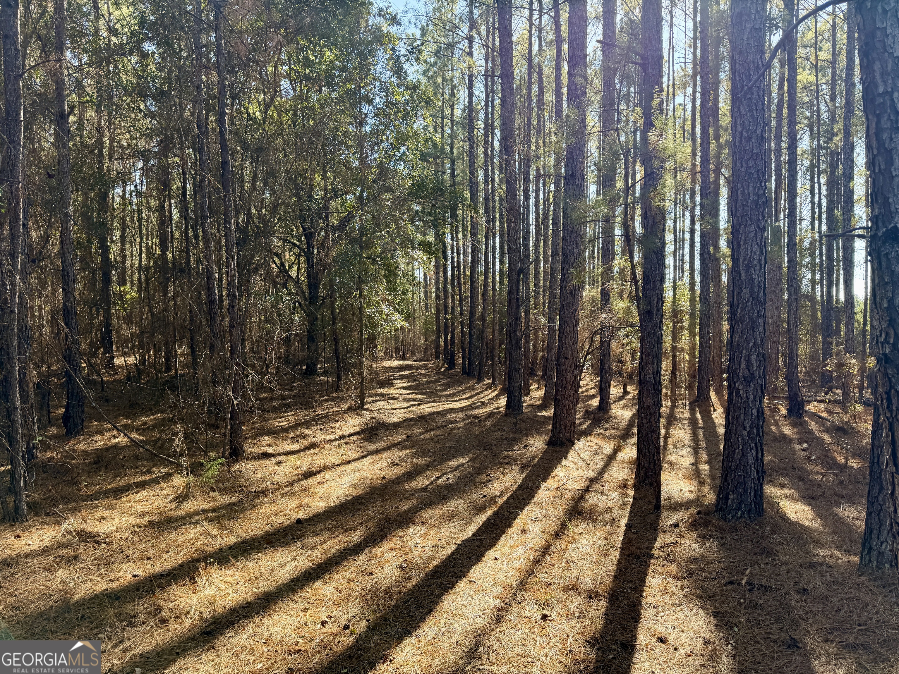 571 Sanders Cemetery Road Chauncey, GA 31011 - Photo 78 of 107 a view of a backyard with trees