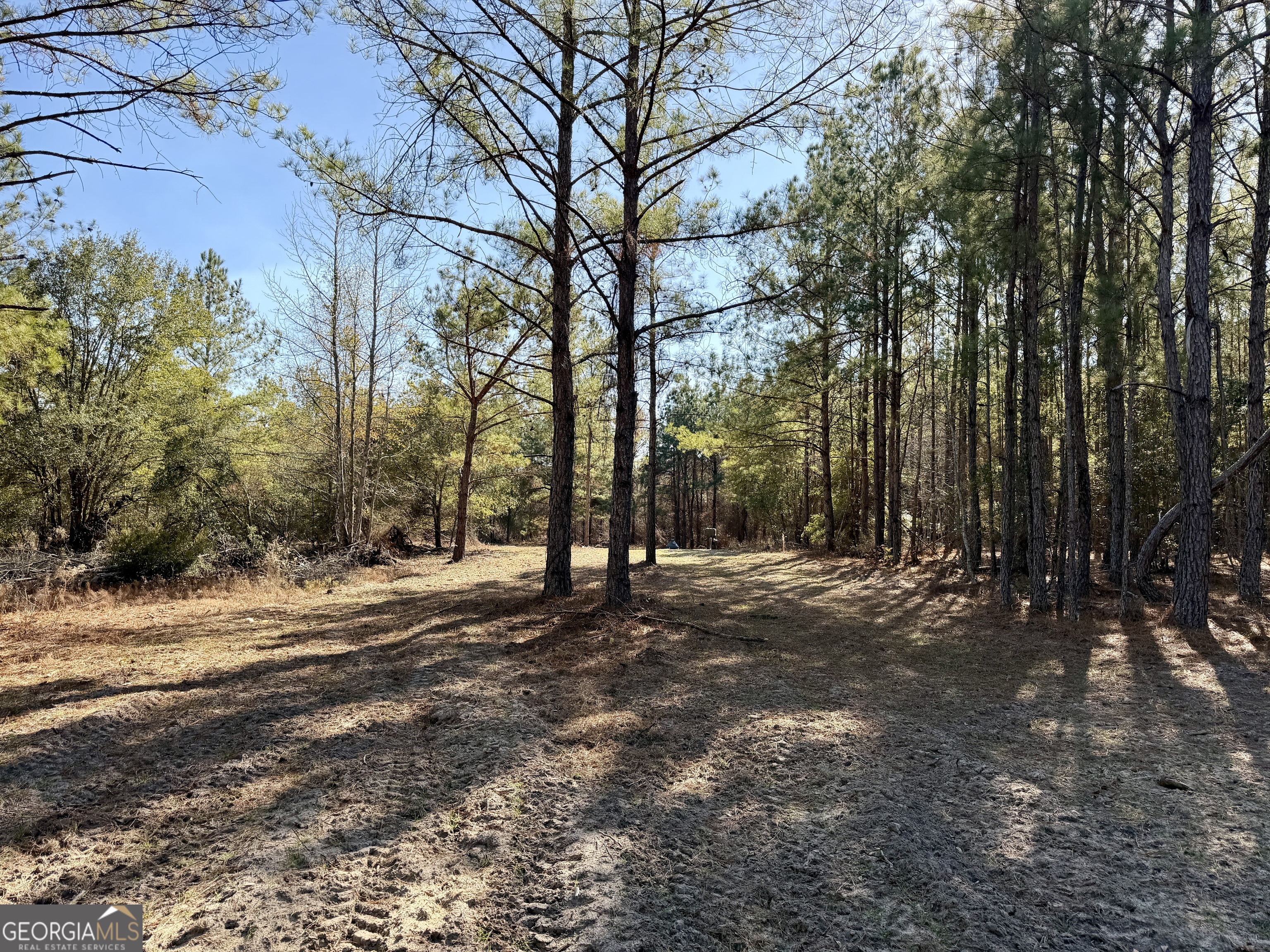 571 Sanders Cemetery Road Chauncey, GA 31011 - Photo 94 of 107 a view of a tree in the middle of a yard
