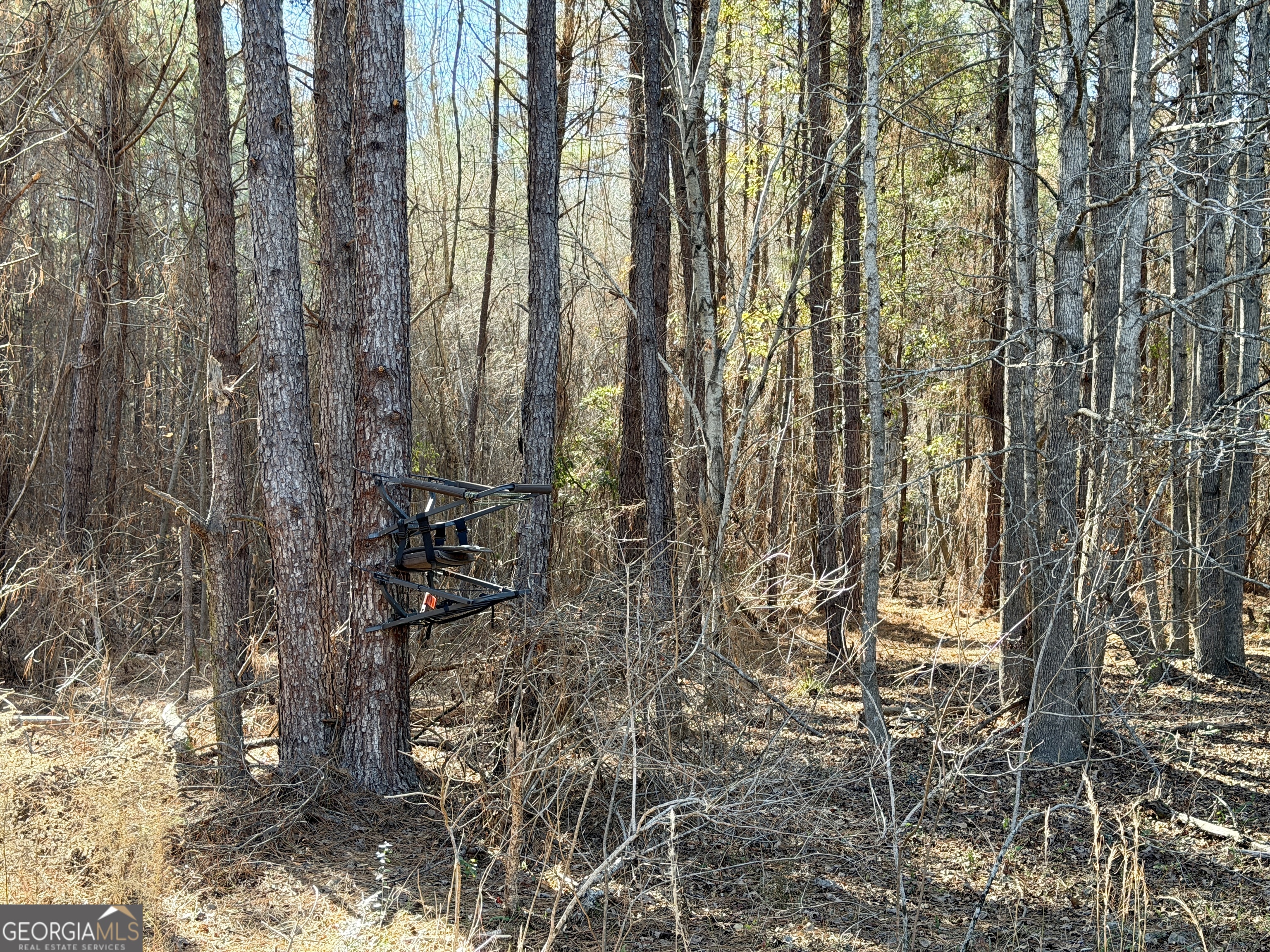 571 Sanders Cemetery Road Chauncey, GA 31011 - Photo 100 of 107 a view of outdoor space and garden