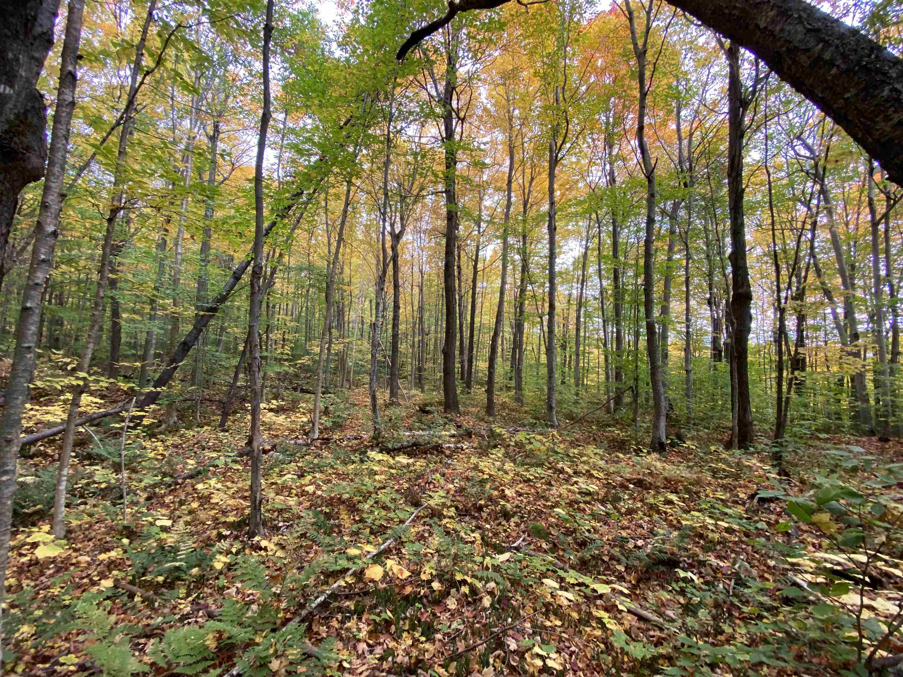 - Maple Street Jay, VT 05859 - Photo 5 of 16 Gallery Image 5
