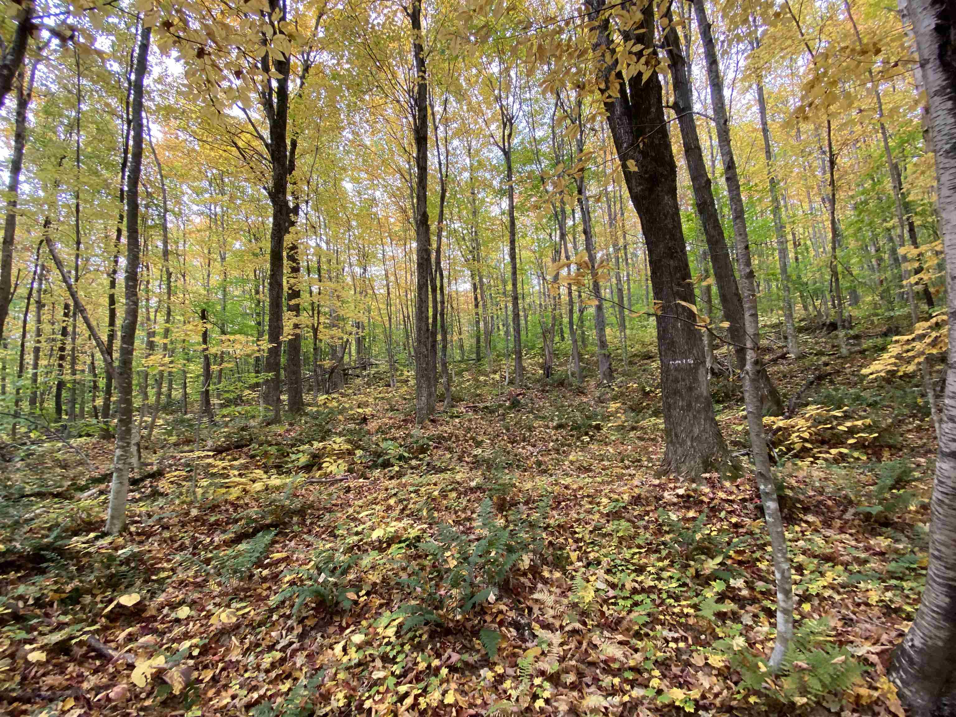 - Maple Street Jay, VT 05859 - Photo 8 of 16 Gallery Image 8